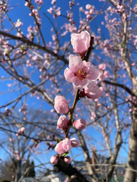 A pink peach flower opened up. A blue sky fills the background.