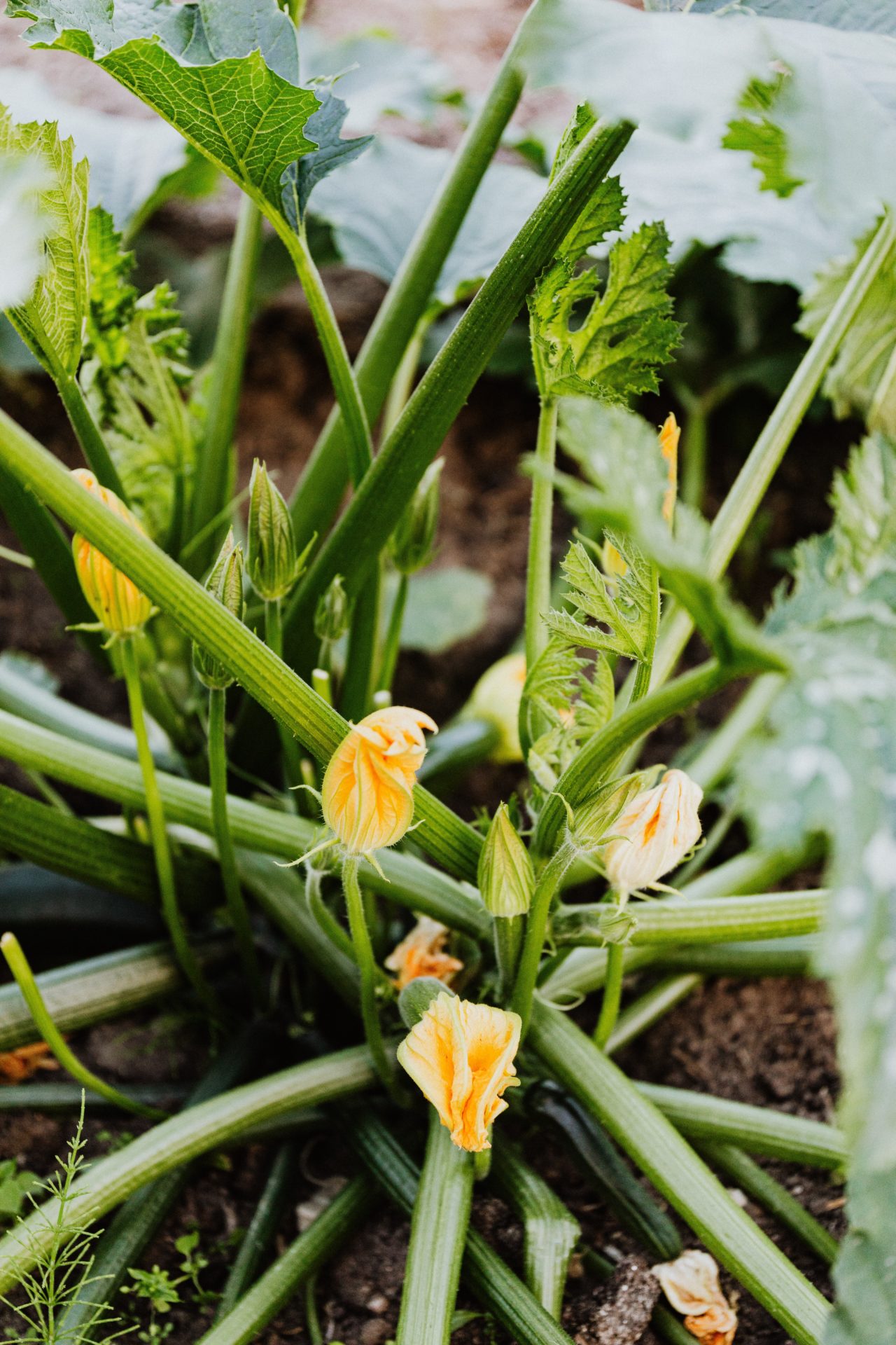 Zucchini ripening on its vine.