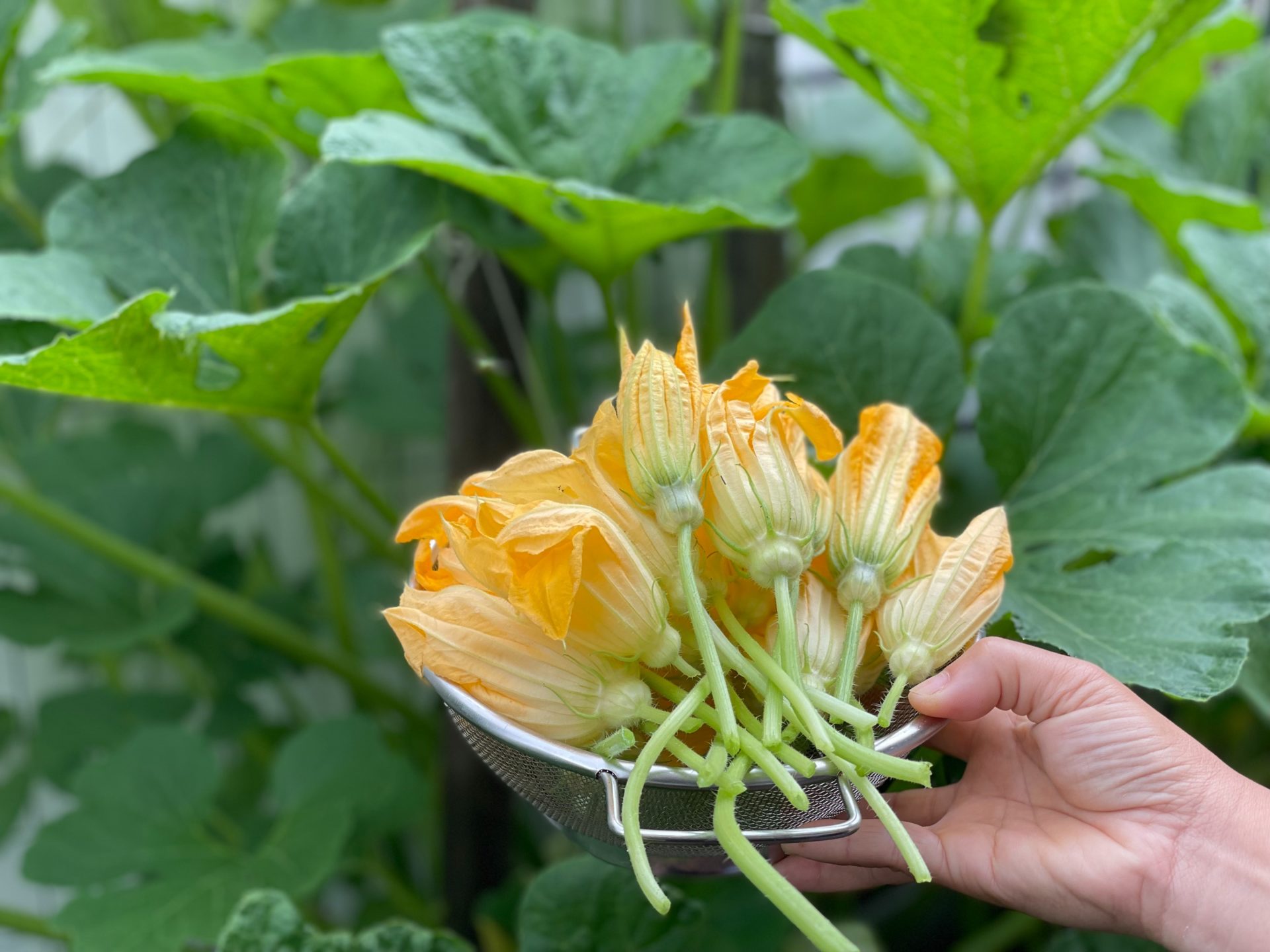 A plate of zucchini flowers just harvested.