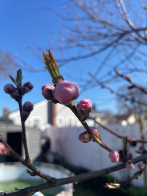 Pink buds forming on a peach tree.