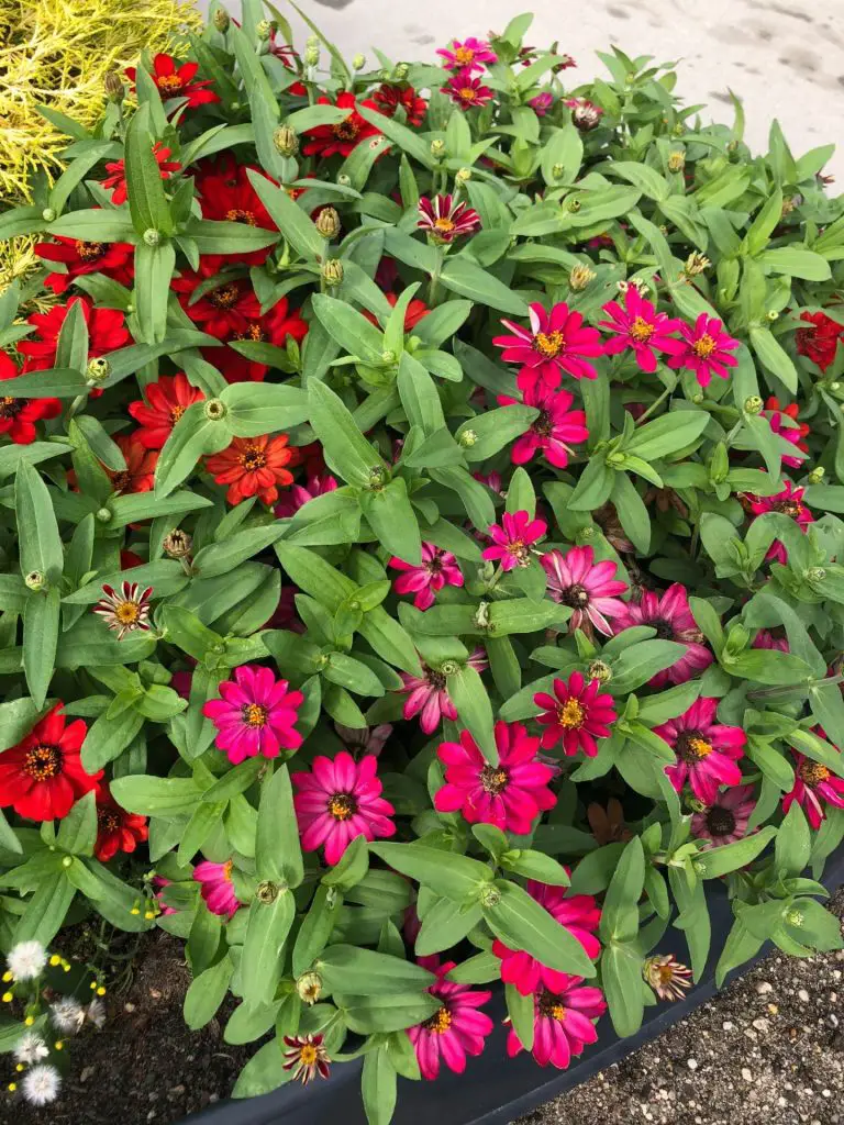 A group of thumbalina zinnias growing in a border.