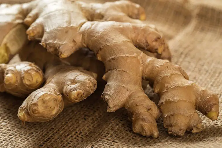 A close up of ginger rhizome.