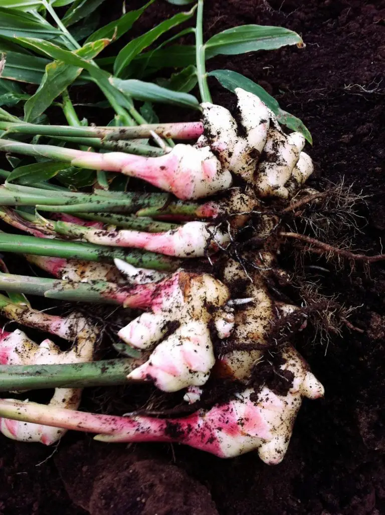 Close up of harvested ginger.