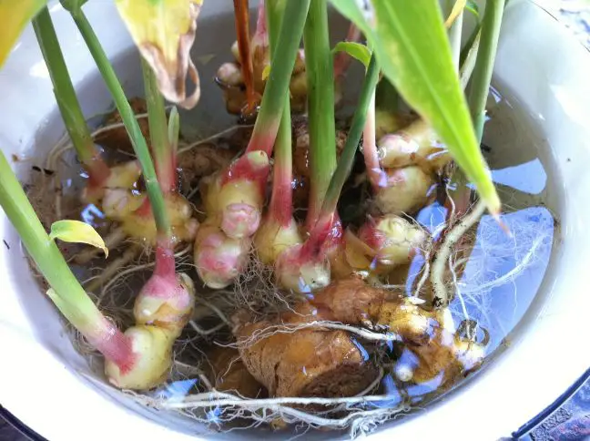 Close up of harvested ginger.