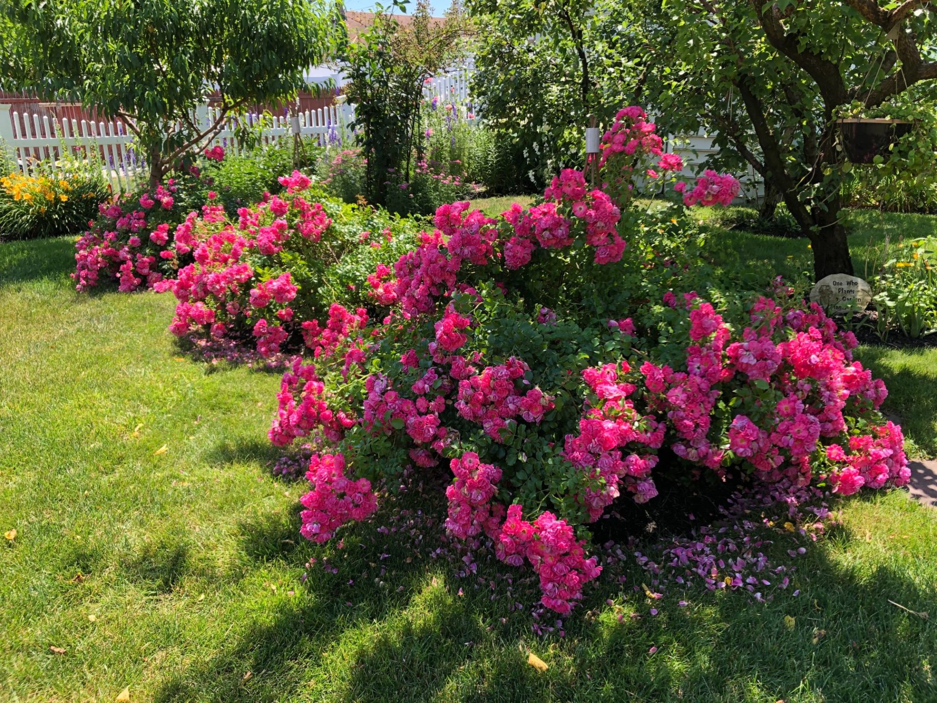 Pink roses surround fruit trees in a yard. There is green grass and a white fence in the background.