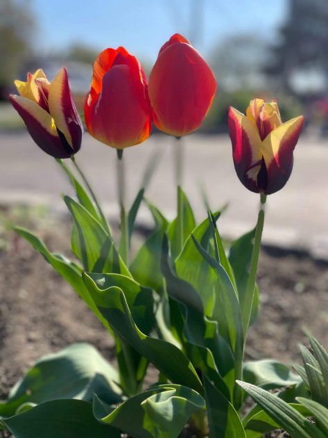 tulips in spring - long island gardening zone