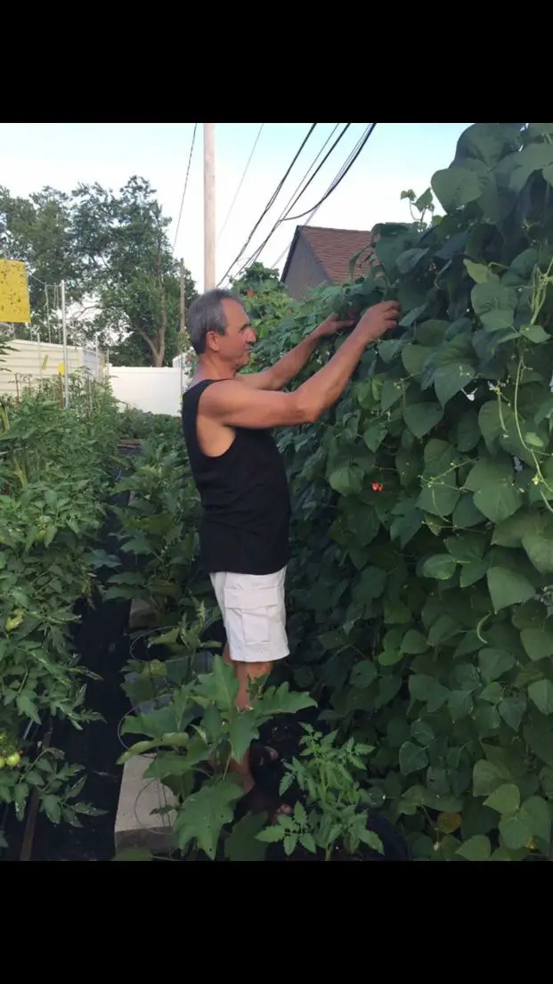 A man harvest pole beans from a trellis.