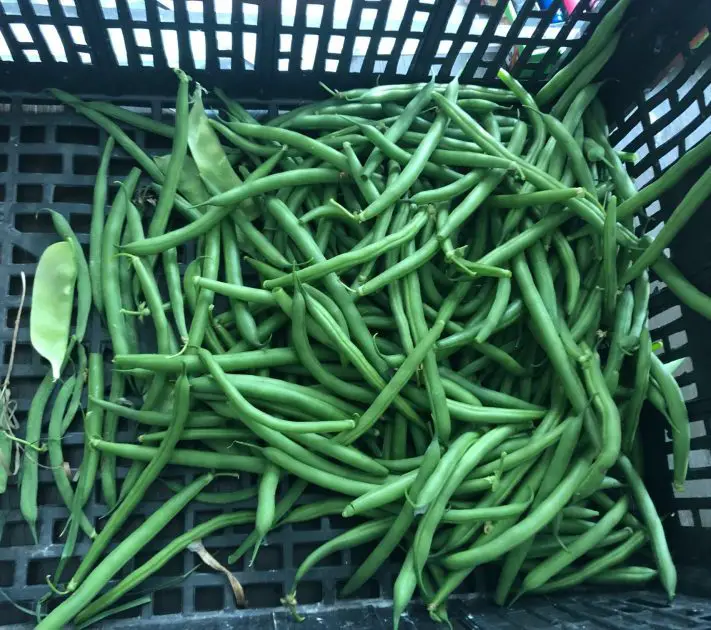 A milk crate of recently harvested pole beans.