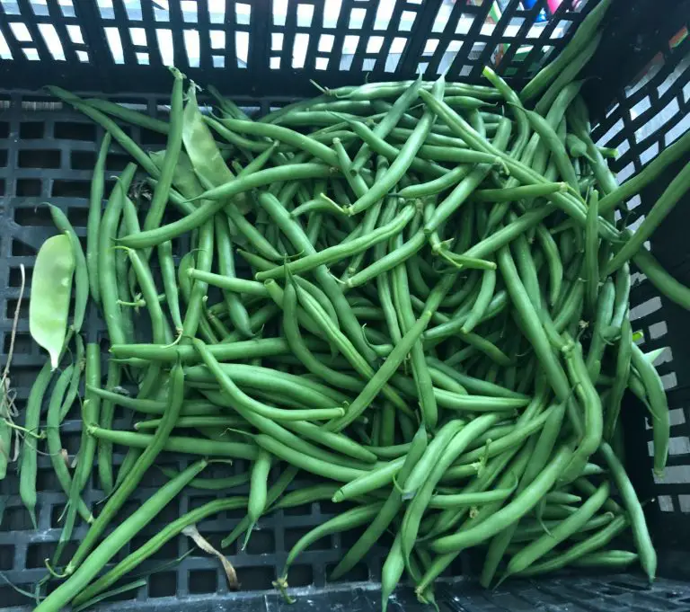 A milk crate of recently harvested pole beans.