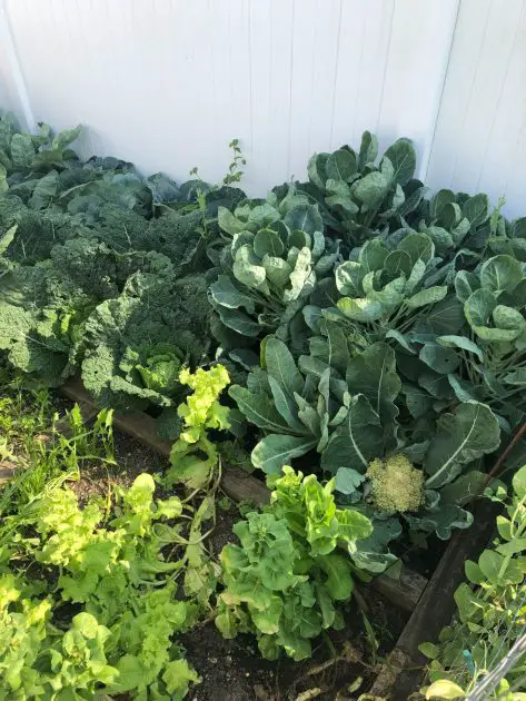 A close up of cabbage growing in a square foot garden. Raised gardening bed for beginners.