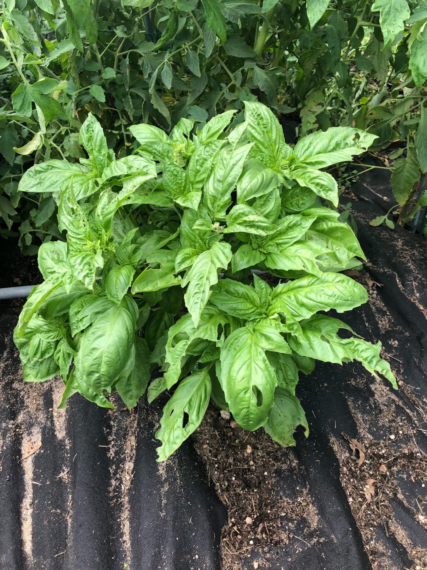 Basil plant growing in a raised be that has holes in the leaves from pests.