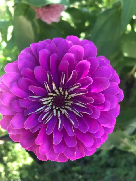 A close up of a purple zinnia.