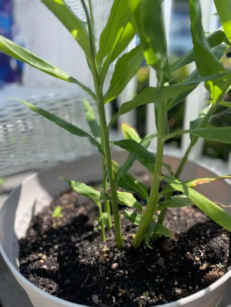 Ginger growing on a balcony. vegetable container gardening ideas