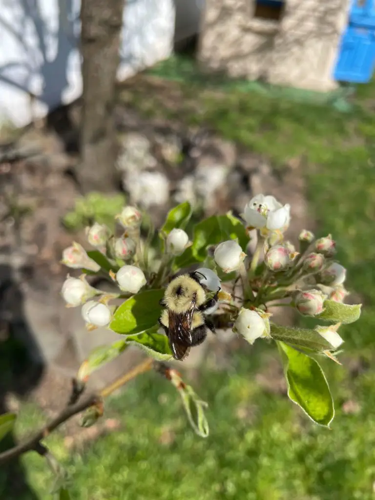 A bee sits in a pear tree flower.