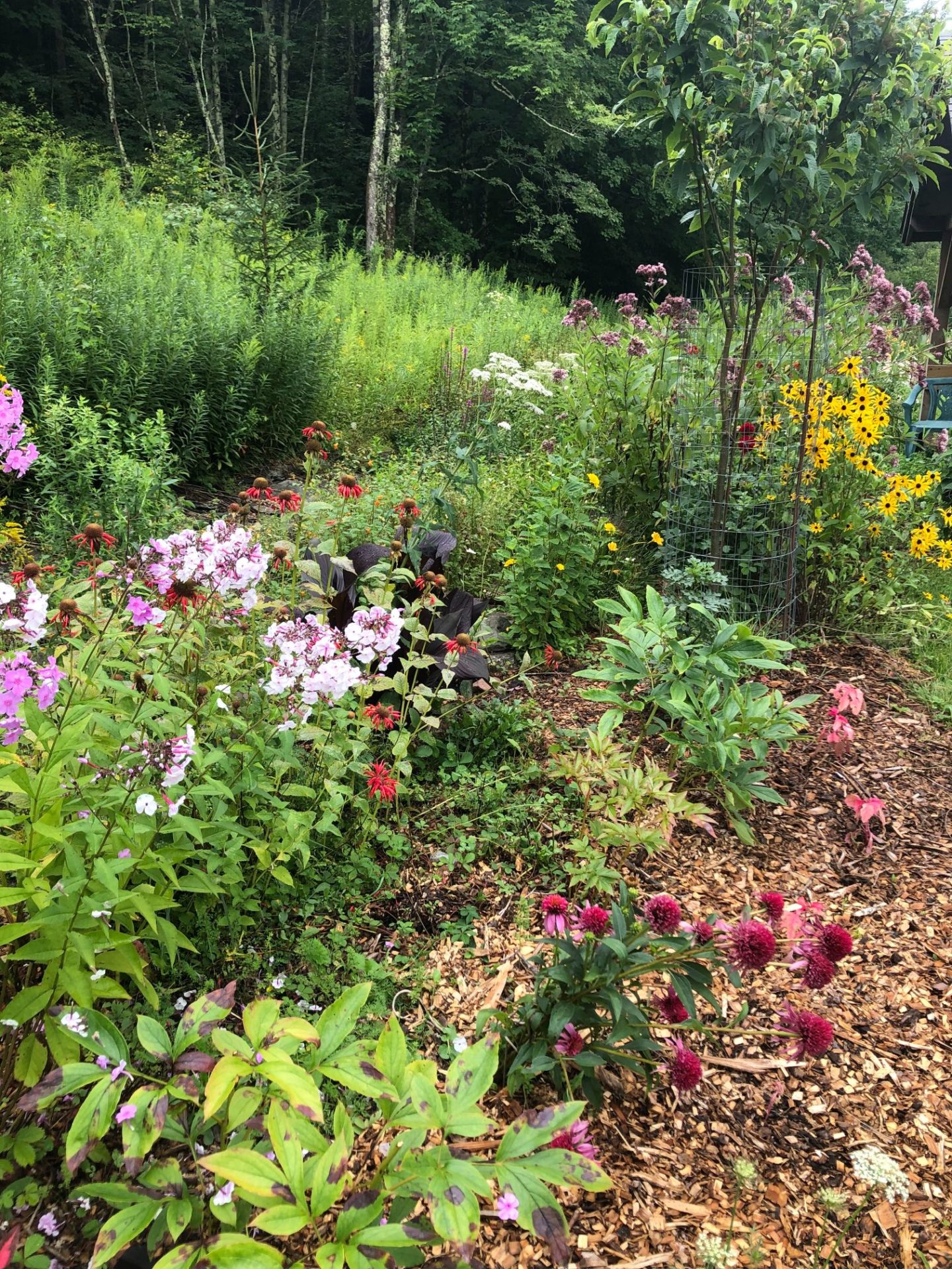 Native flowers growing along a border.