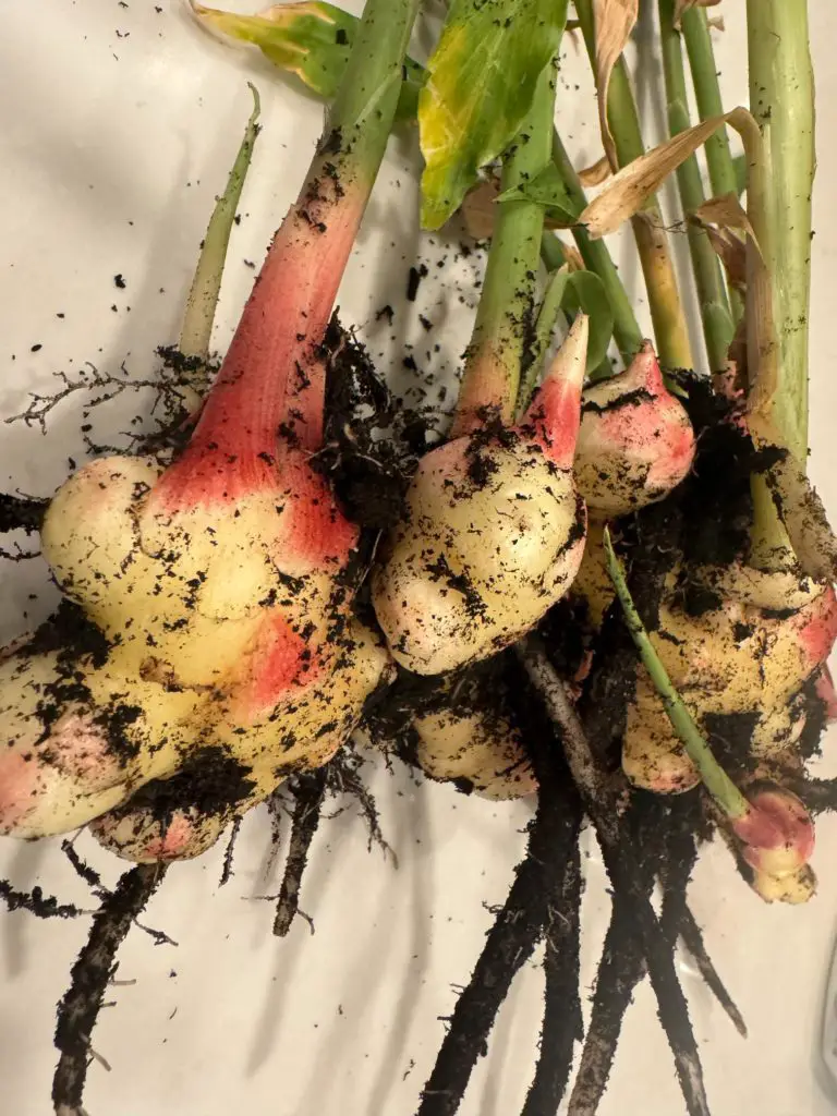 Harvested ginger on a countertop.