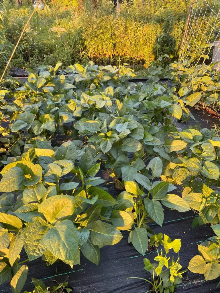 Cowpeas growing in a raised bed garden.