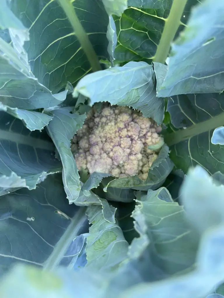 A small cauliflower growing.