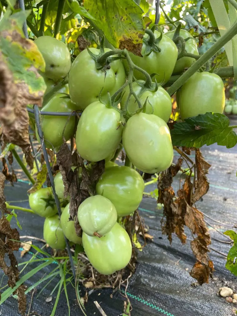 Green tomatoes on the vine but the tomato leaves turning yellow. There are diseased leaves on the plant. A tomato plant yellow leaves.