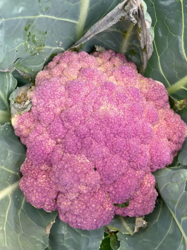 A close up of red cauliflower.