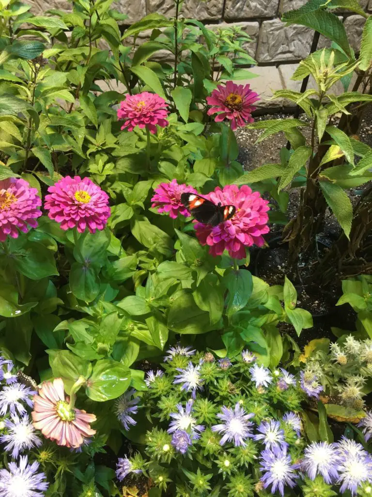 A butterfly resting on pink zinnias.