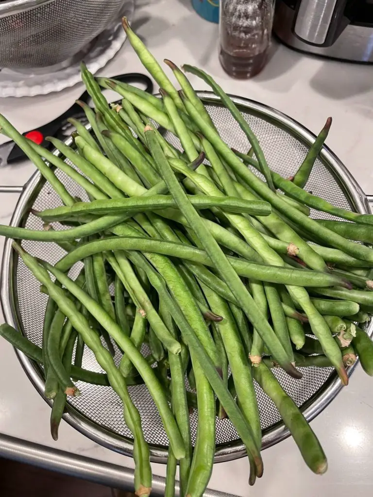 Harvested cowpeas in a colander.