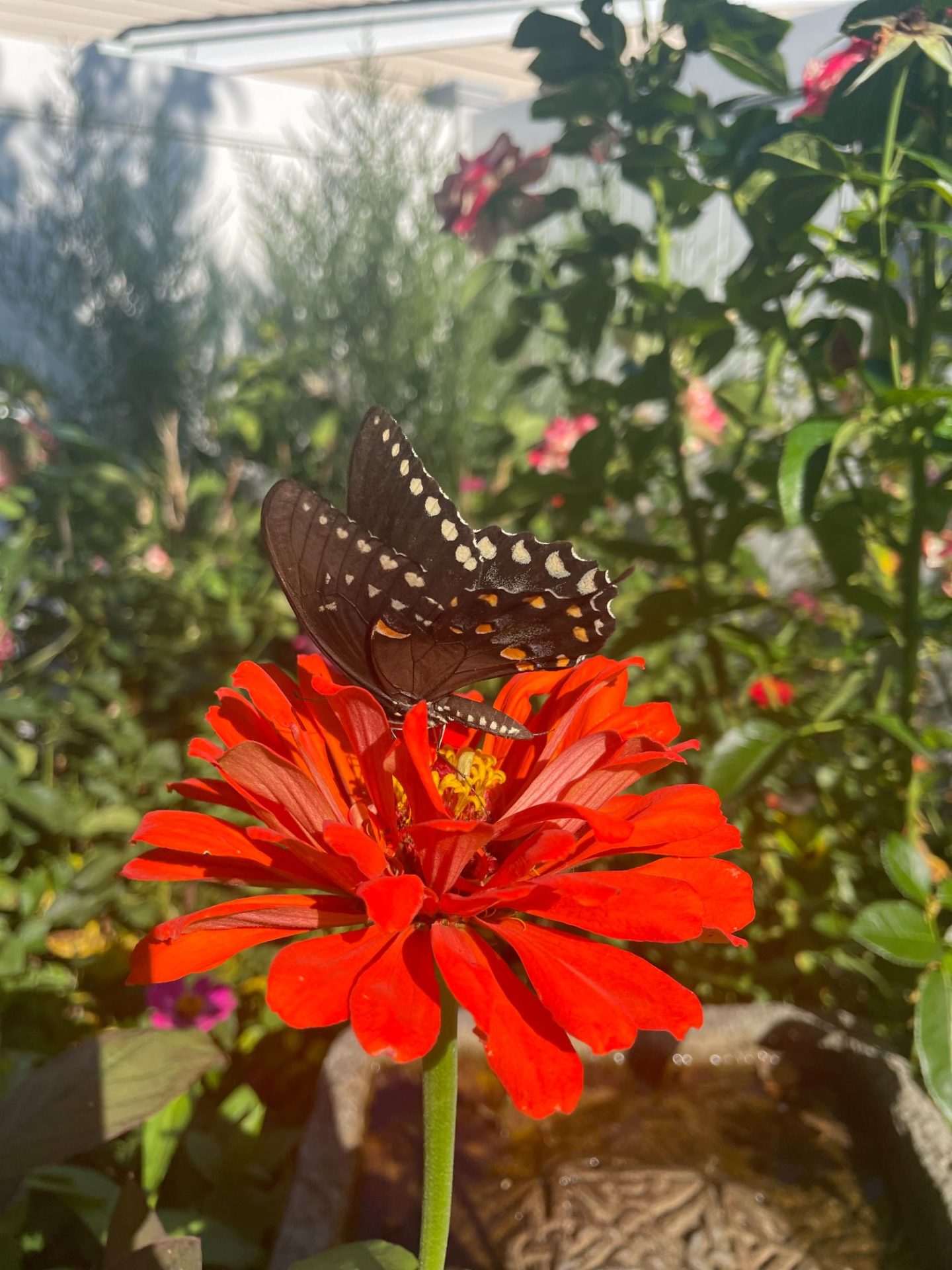 A swallowtail butterfly on a red zinnia. The background is a blur of plants.