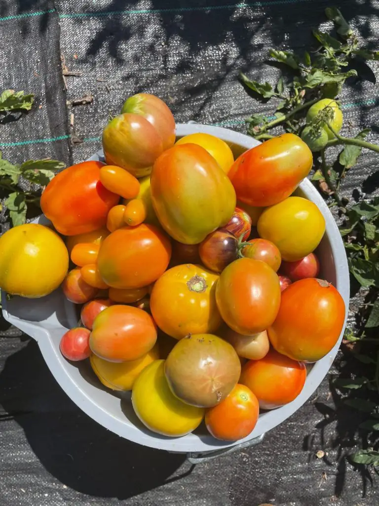 Tomatoes Harvested fin a white bowl.