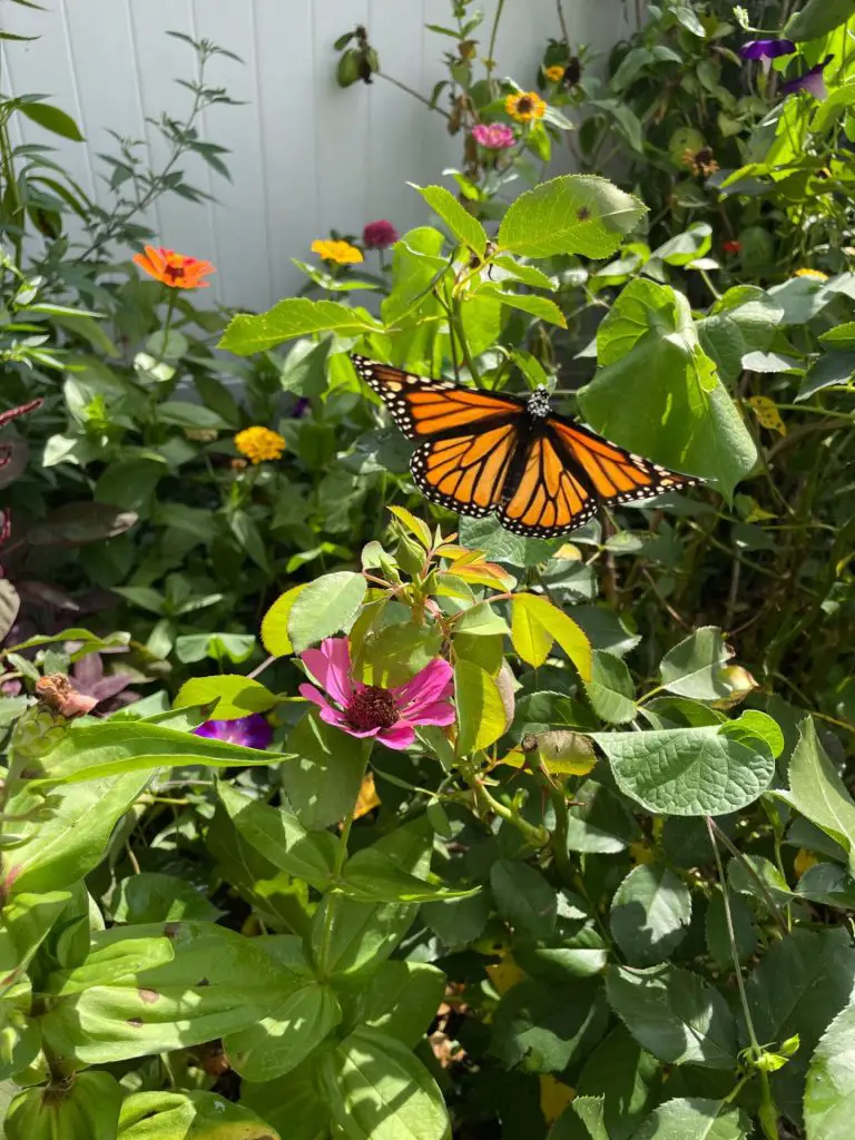 A monarch butterfly rests on a zinnia.