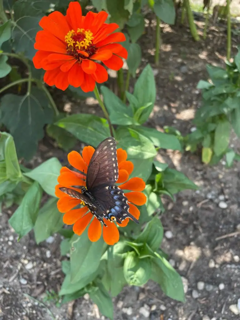 A swallowtail resting on a red zinnia