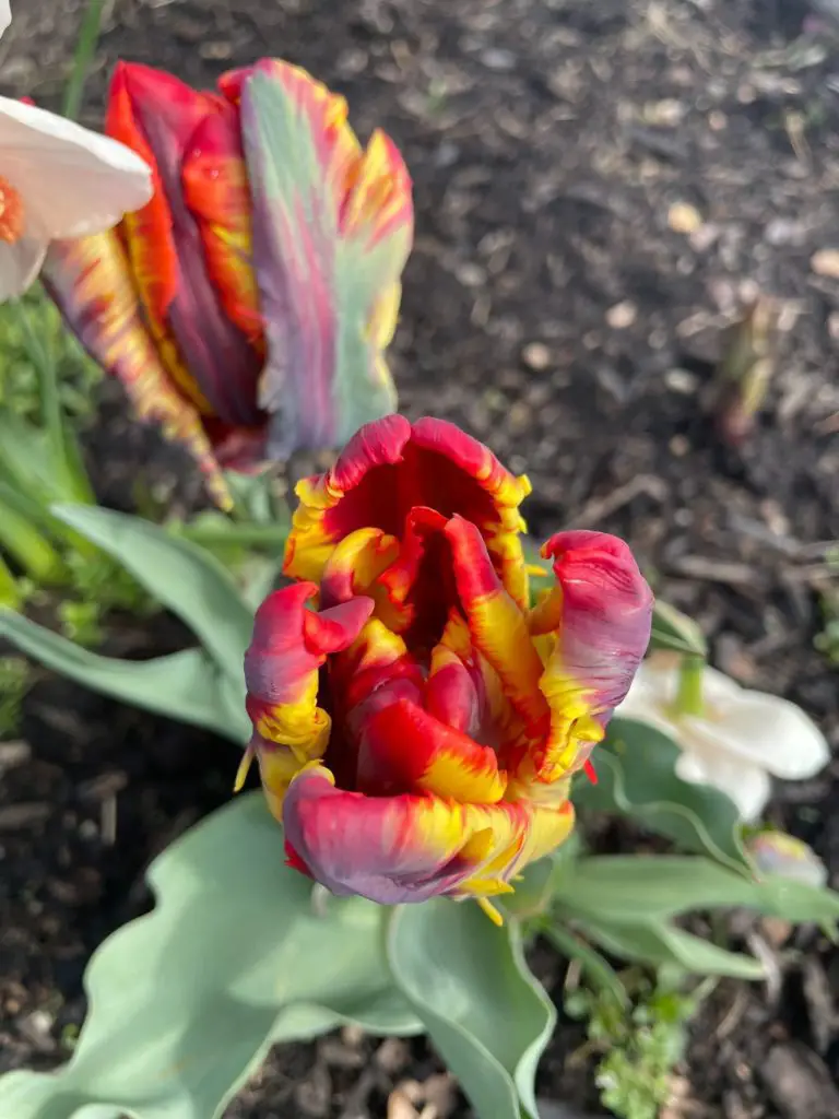 A parrot tulip grows. It is multi-colored with yellow, red and pinks.