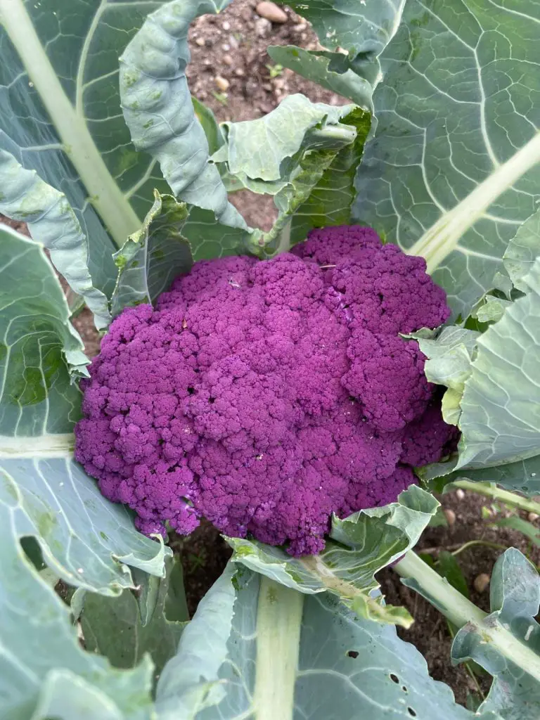 A close up of red cauliflower.