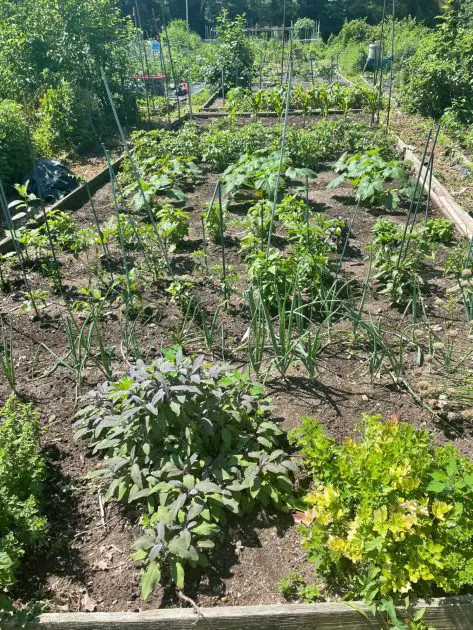 A garden bed spaced out properly with various vegetables.