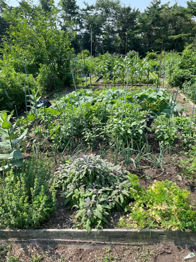 A vegtable garden properly spaced.