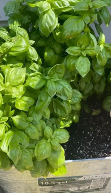 Basil growing in an herb garden container.