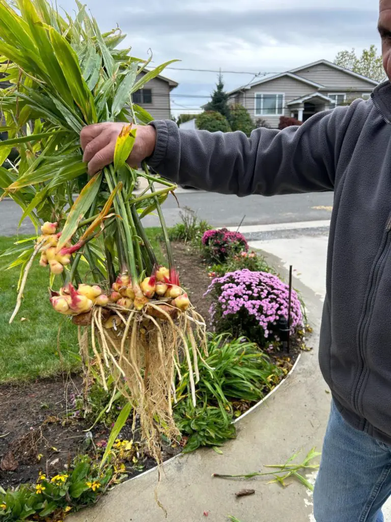 A picture of freshly harvested ginger.