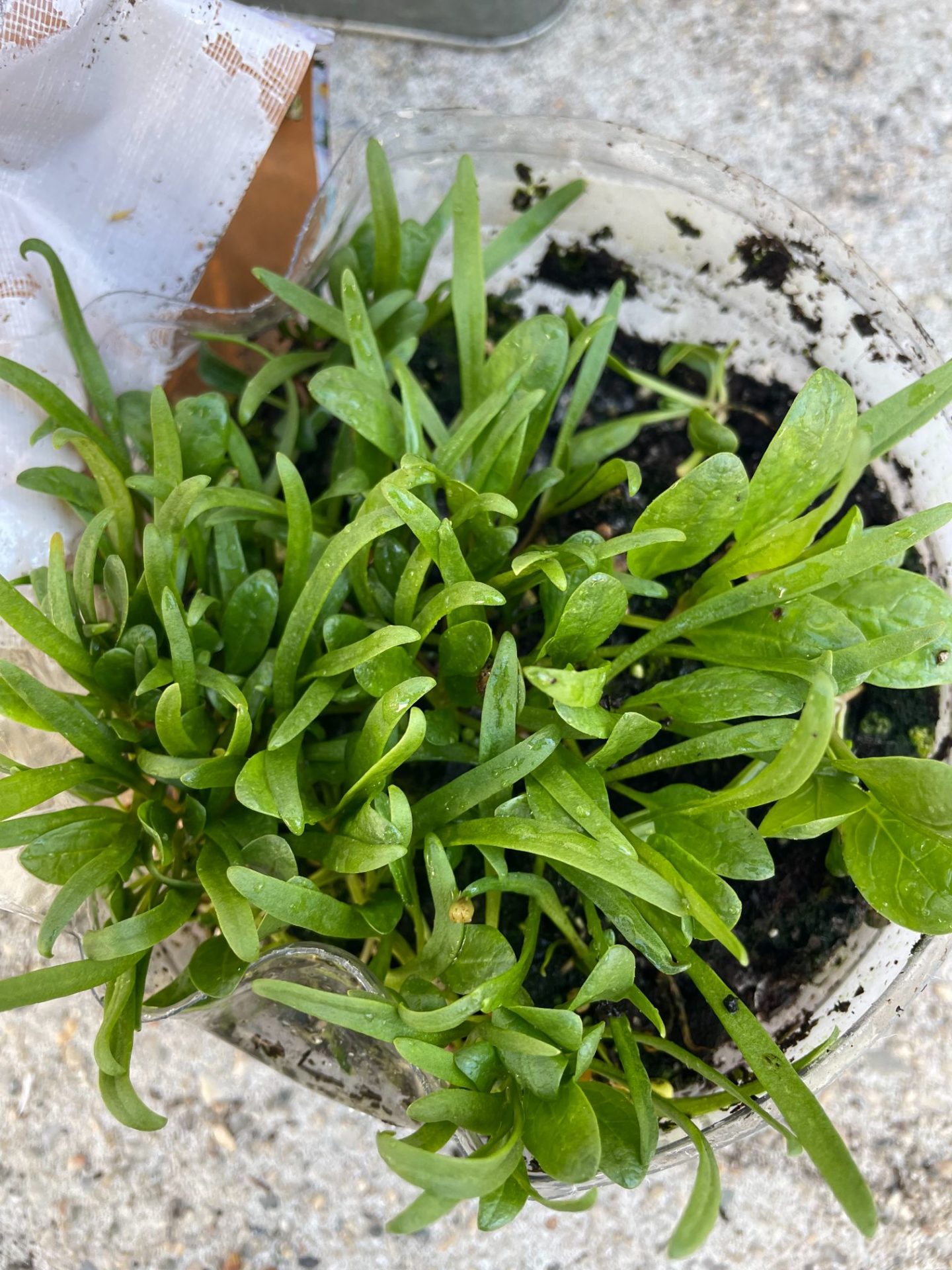 Spinach seedlings grow clustered together in an opened water jug.