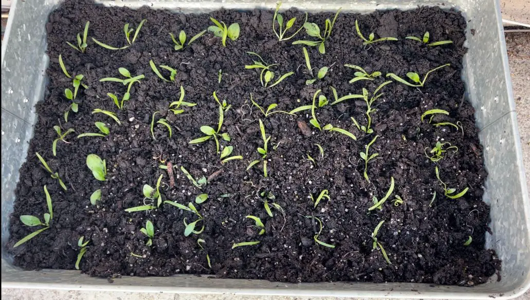 Spinach seedlings that have been thinned out growing in a raised bed.