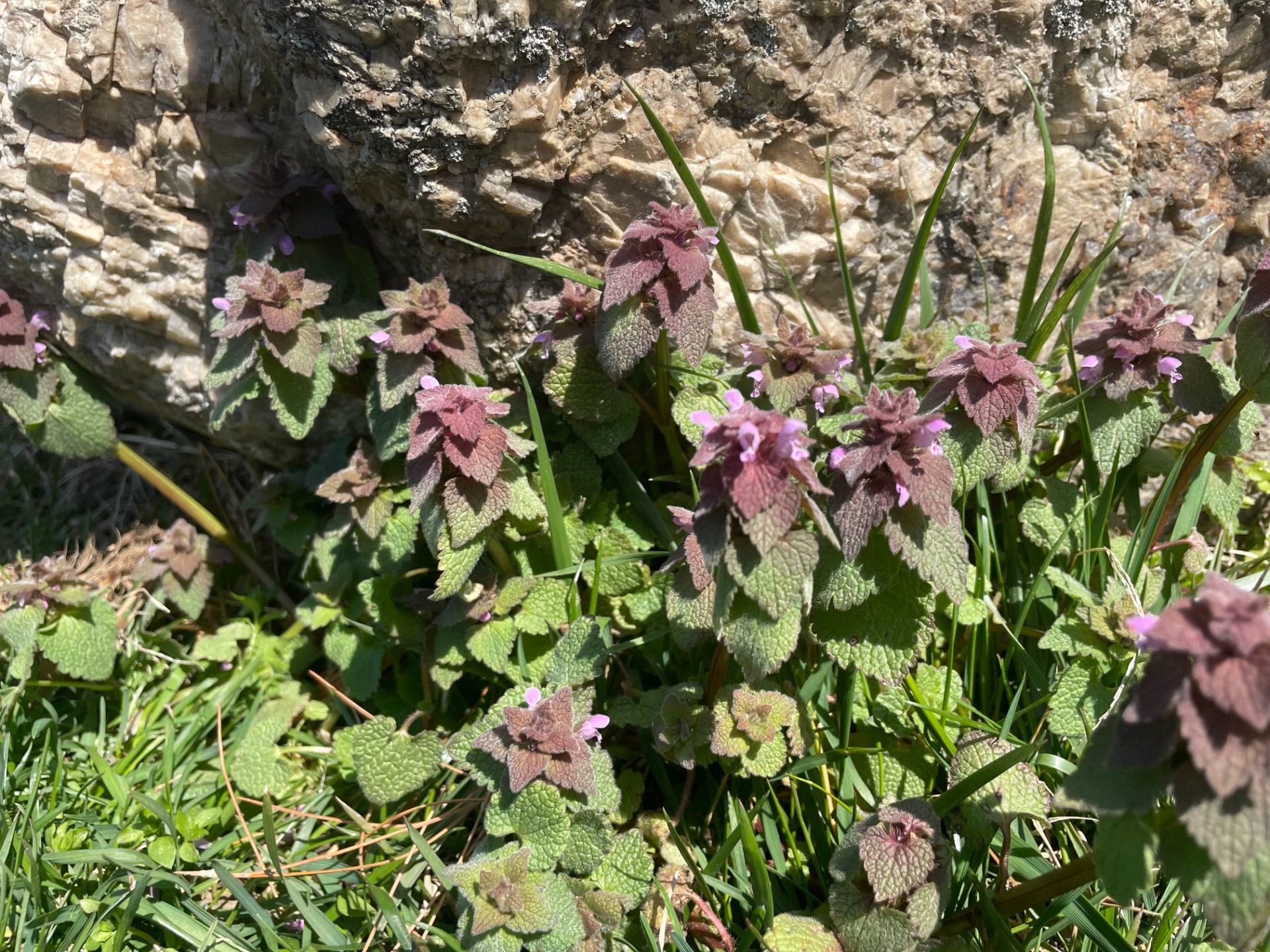 A clump of dead nettle sits grouped next to a rock. They are green with a purple top.