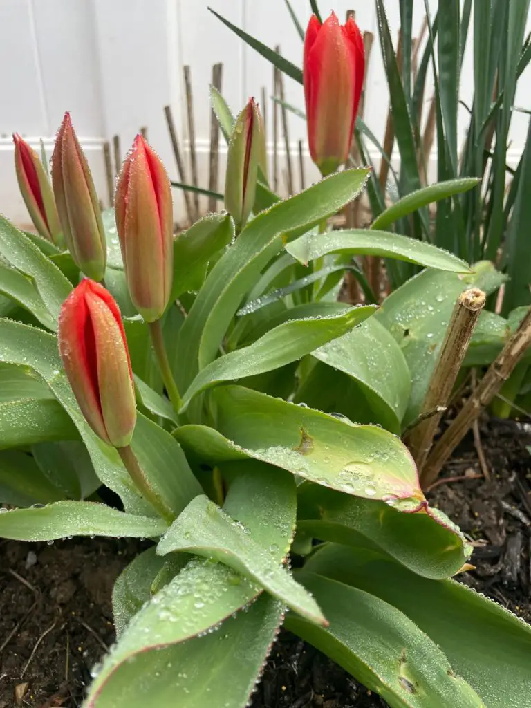 Tulips right before their buds open.