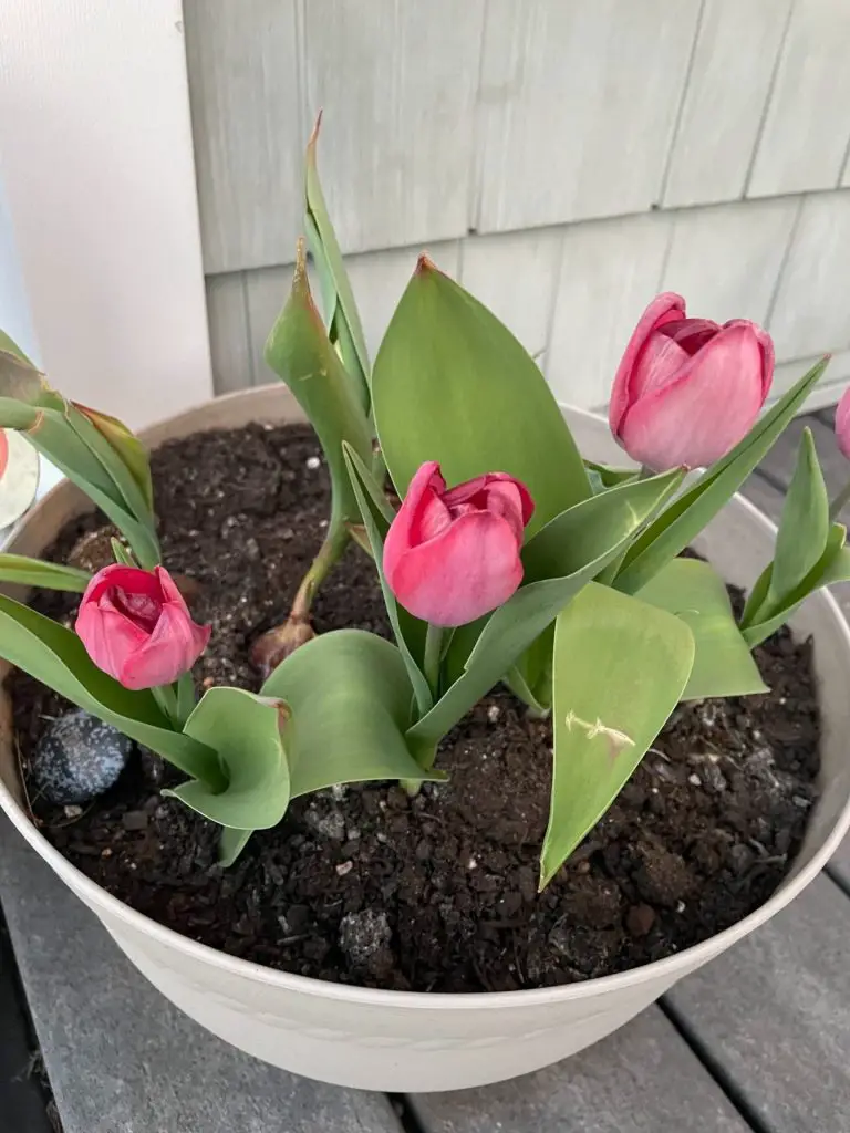 Pink tulips growing in a container.