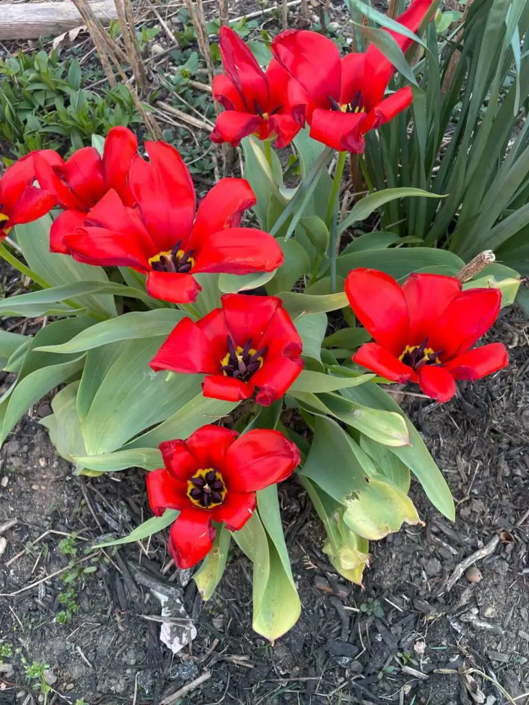 Secen red tulips growing.