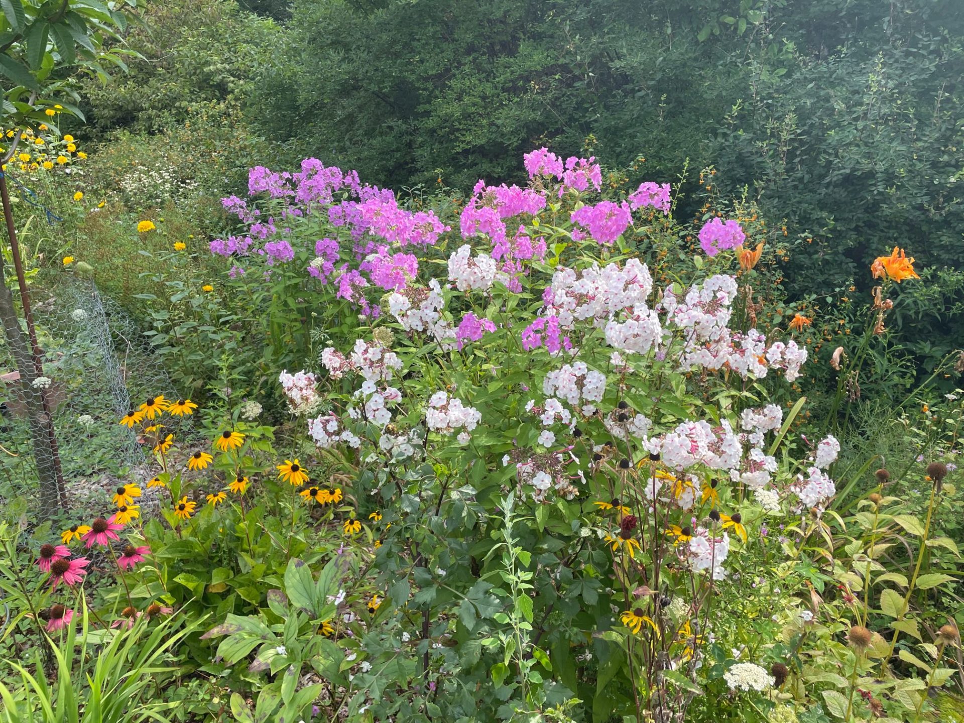 Native plants growing along a border.