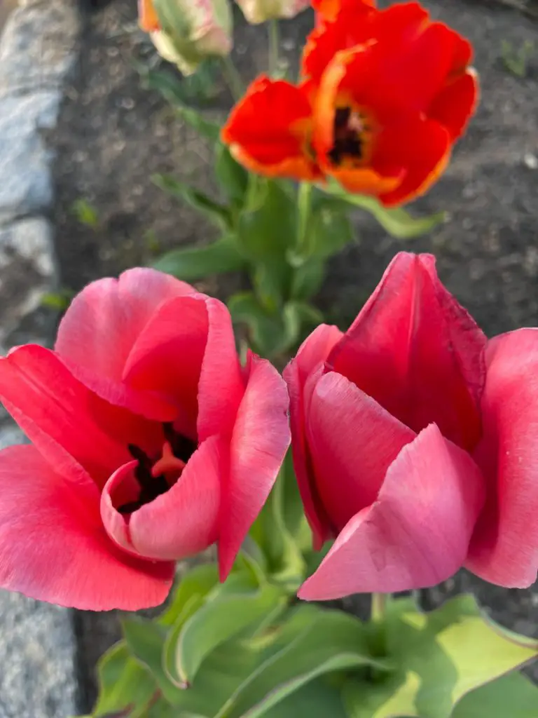 Pink tulips growing. The background is blurry.