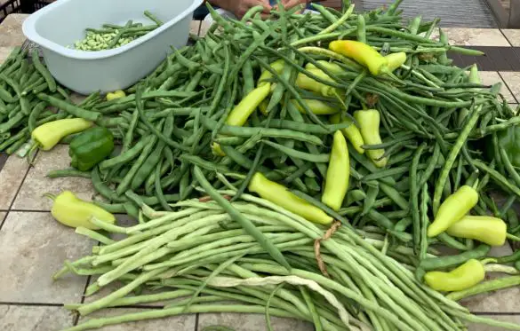 A table overflowing with various types of beans and a few peppers mixed in as well.