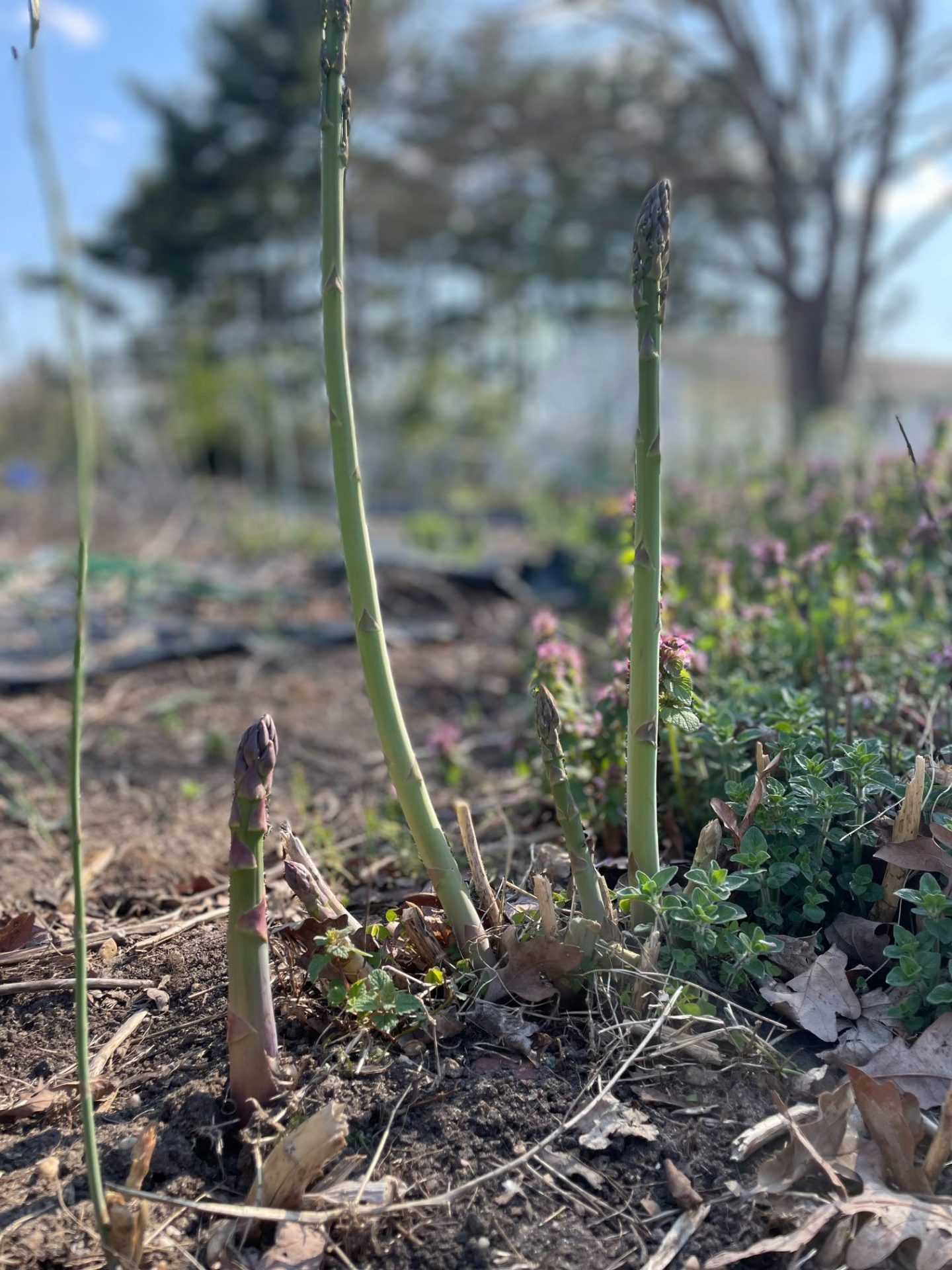 Asparagus growing from the ground.