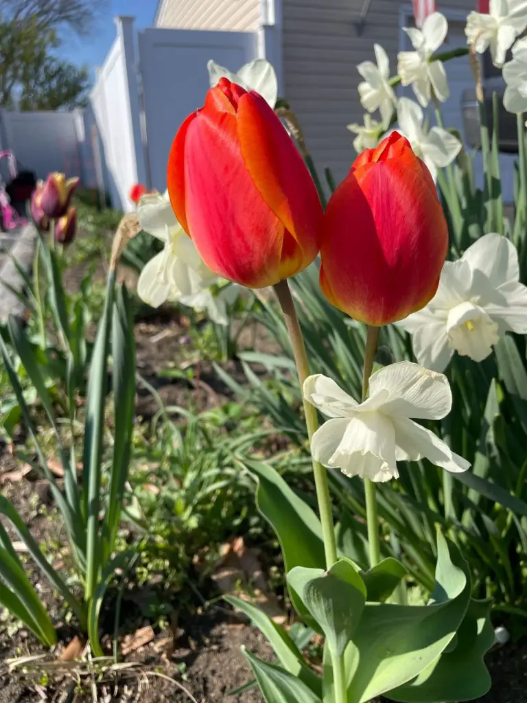 Two red tulips growing among some white daffodils.