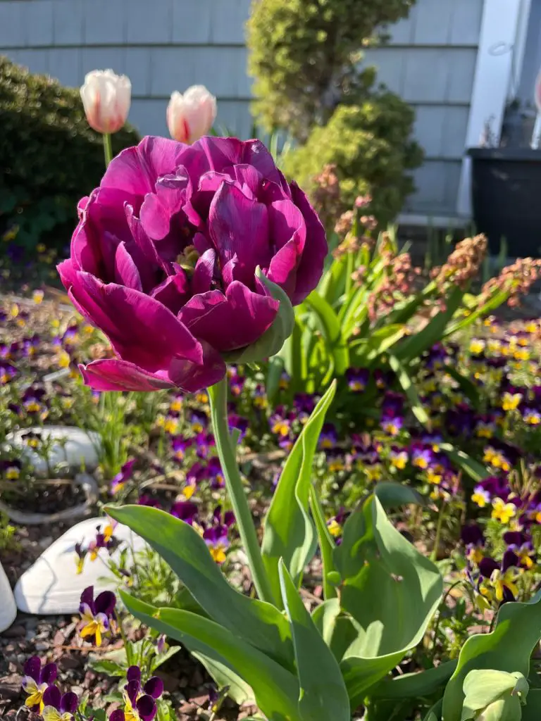 A purple tulip growing by itself.