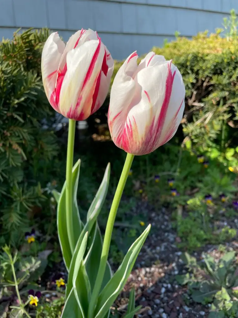 A white with red strip running down the middle tulip.