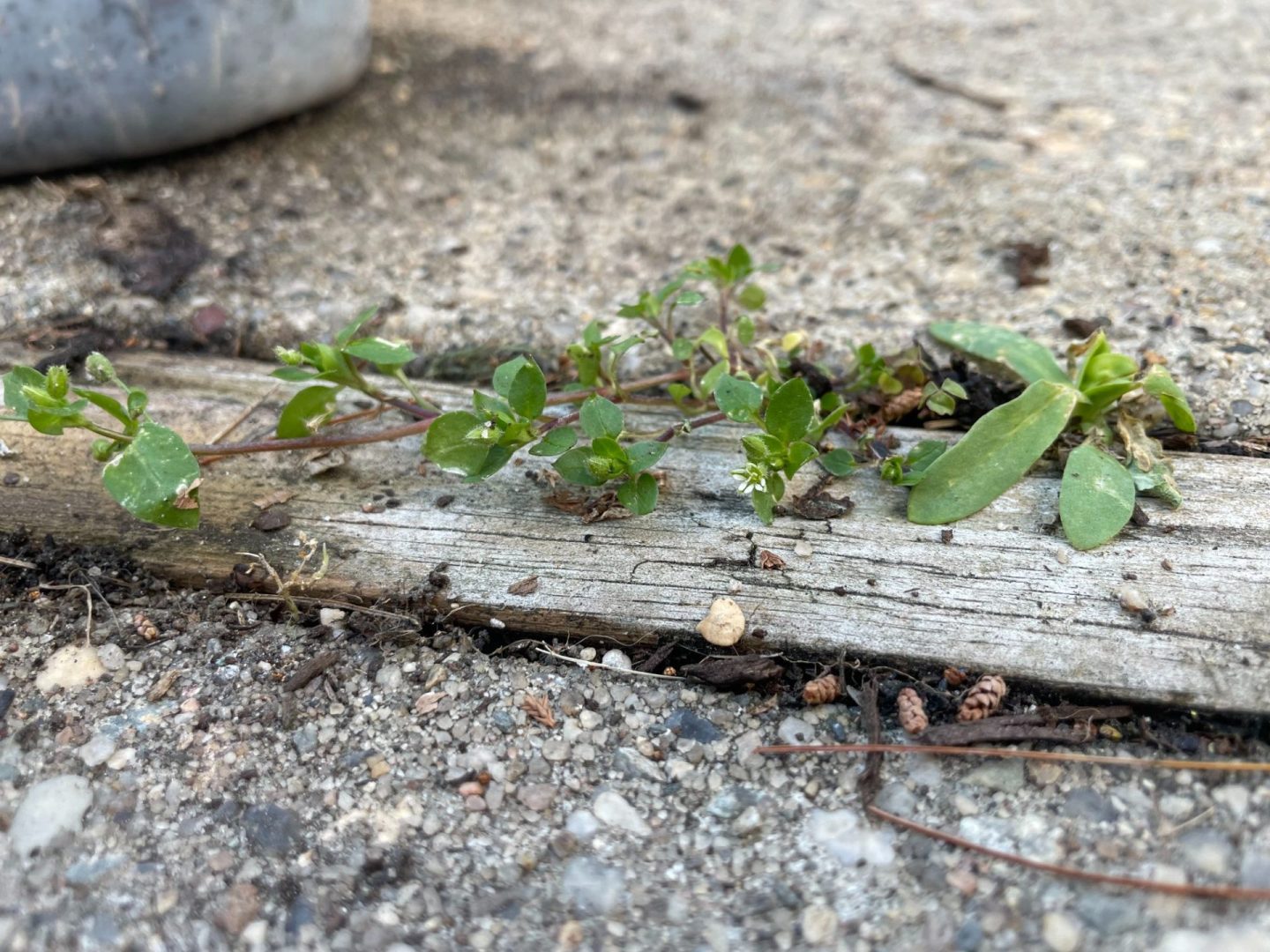 Two small weeds growing in between a crack of concrete.